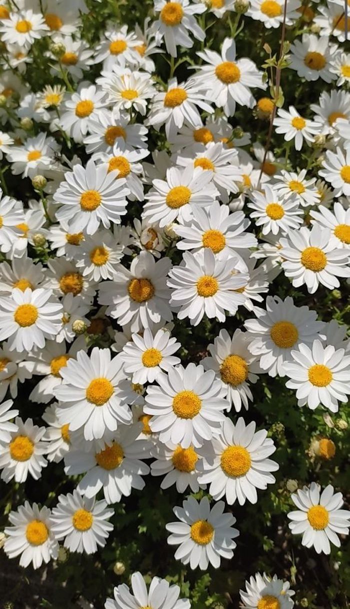 The Mother of All Natural Weed Killing Solutions